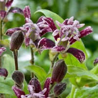 Tricyrtis Raspberry Mousse – Lis crapaud