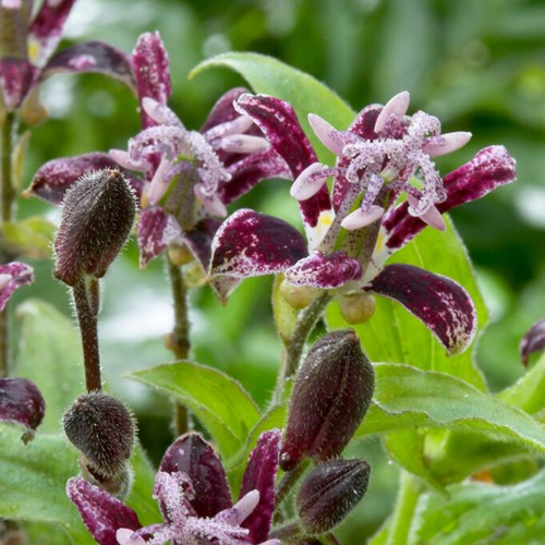 Tricyrtis Raspberry Mousse – Paddenlelie