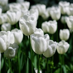 Tulp triumph Wit - Tulipa