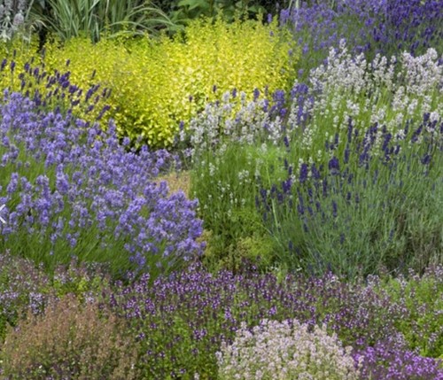 Plate-bande de Jardin Odorante Modeste Herwig