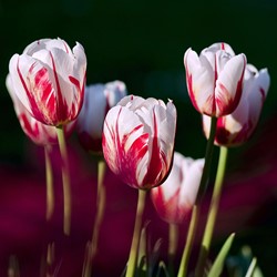 Tulipe Carnaval de Rio - Tulipa