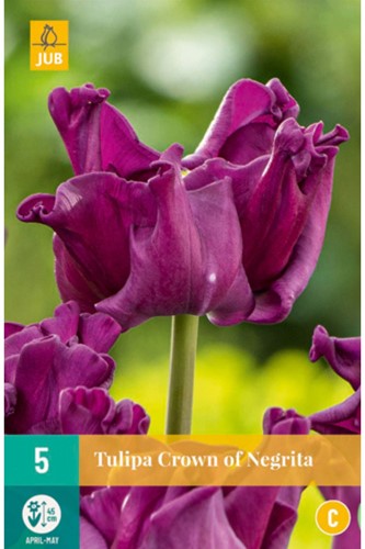 Tulipes Crown of Negrita – Tulipa