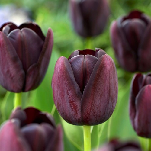 Tulipes Queen of Night - Tulipe Noire