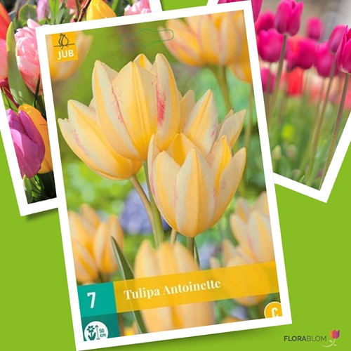 Tulipe Antoinette - Tulipa chameleon