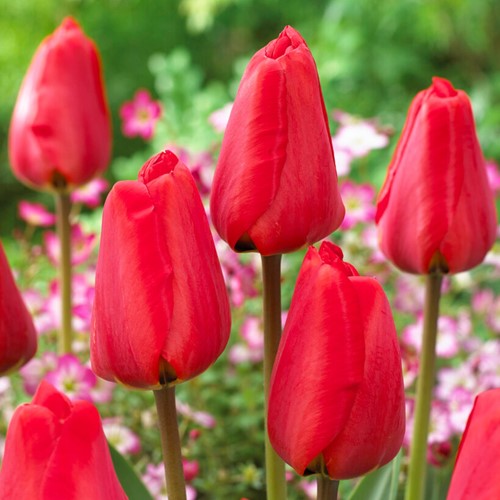 Tulipes Red Impression - Tulipa