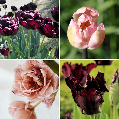 Tulipa Café Latte Mix