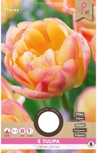 Tulipes Creme Upstar – Tulipa