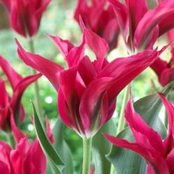 Tulpen Doll's Minuet – Tulipa