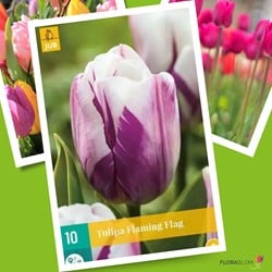 Tulipe Flaming Flag