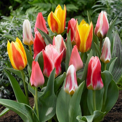 Tulipes Greigii en Mélange