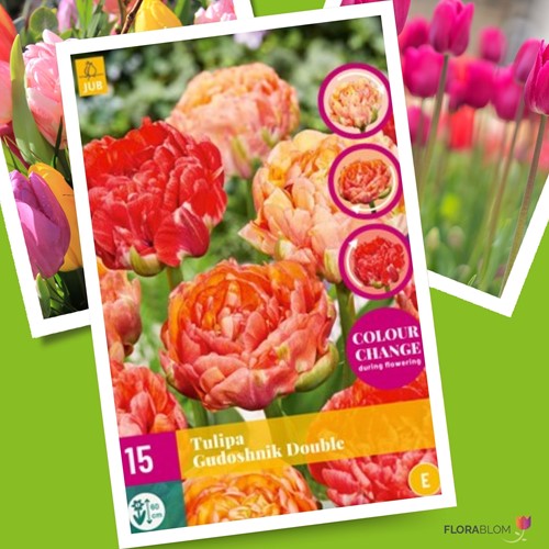 Tulipes Gudoshnik Double – Tulipa