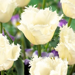Tulipa Honeymoon – Tulpen