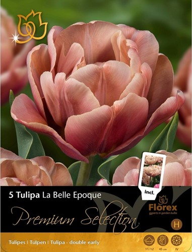 Tulipe La Belle Epoque