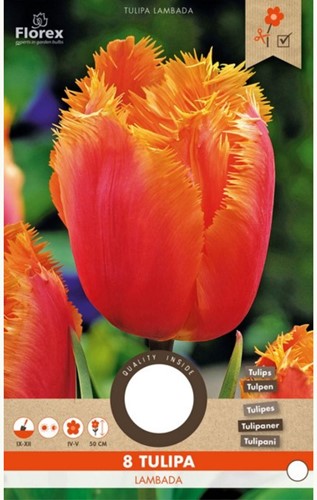 Tulipe Lambada
