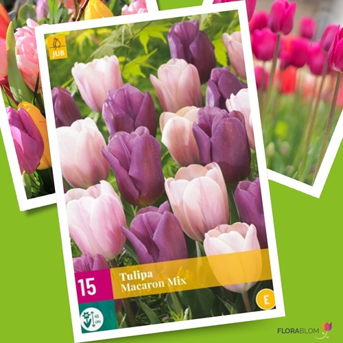 Tulipes Macaron en Mélange