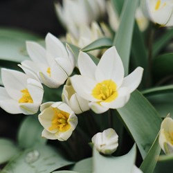 Tulipa polychroma – Bostulp