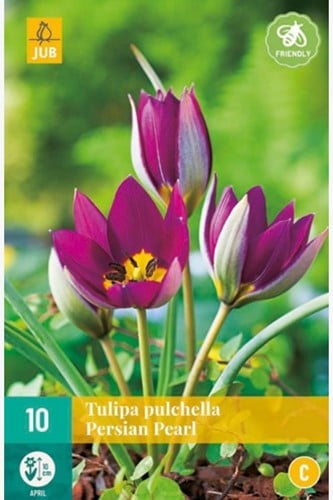 Tulipe Pulchella Persian Pearl