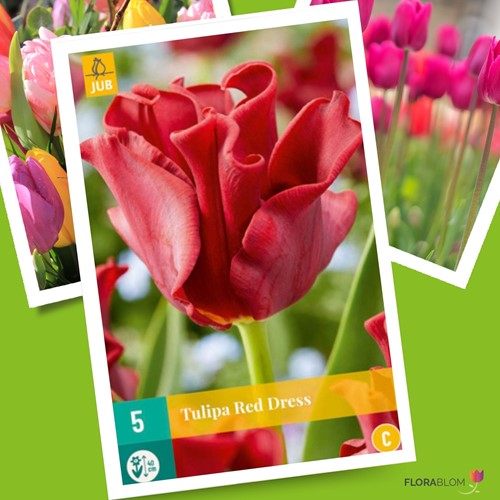 Tulipes Red Dress – Tulipa coronet
