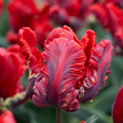Tulp Rococo - Tulipa