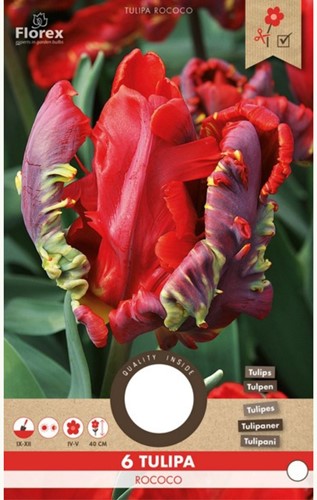 Tulipe Rococo