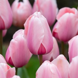 Tulipe Salmon Impression - Organique