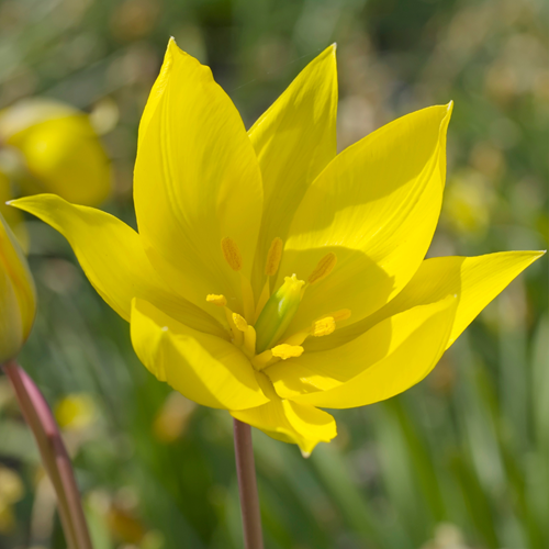 Tulipa Sylvestris - Tulipe des Bois