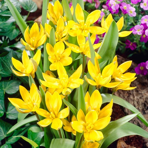 Tulipe Tarda Dasystemon - Tulipa