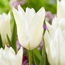 Tulipe White Triumphator