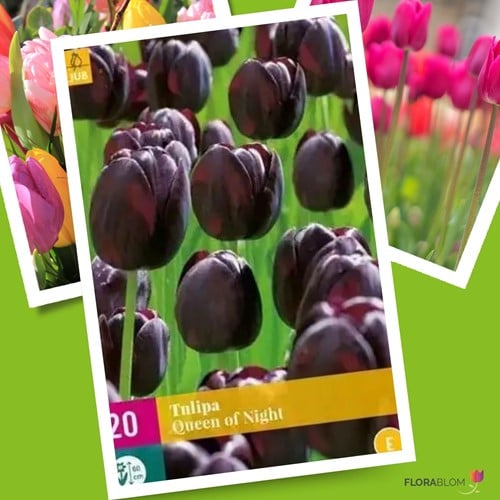 Tulipes Queen of Night - Tulipe Noire