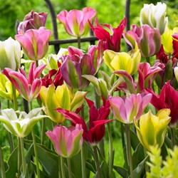 Mélange Tulipe Viridiflora