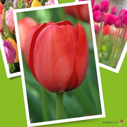 Tulipe Apeldoorn rouge