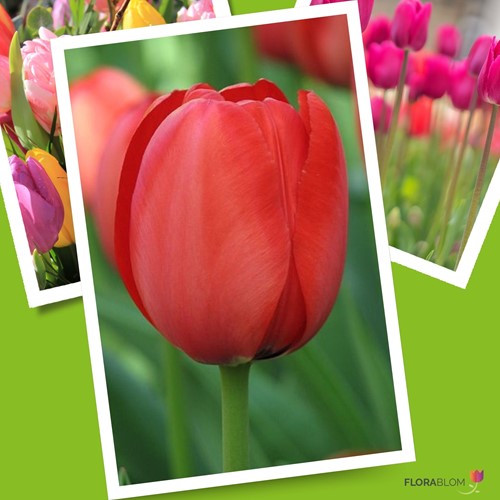 Tulipe Apeldoorn rouge