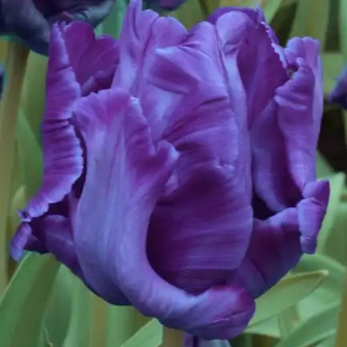 Tulipe Bleu Parrot - Tulipa parrot