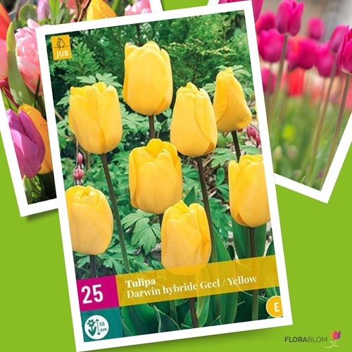 Tulipe Golden Apeldoorn