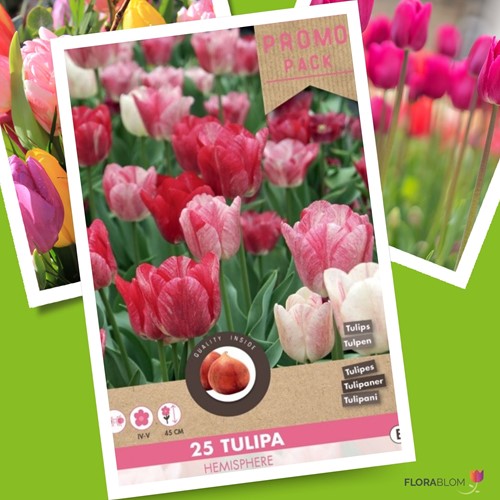 Tulipe Hemisphere