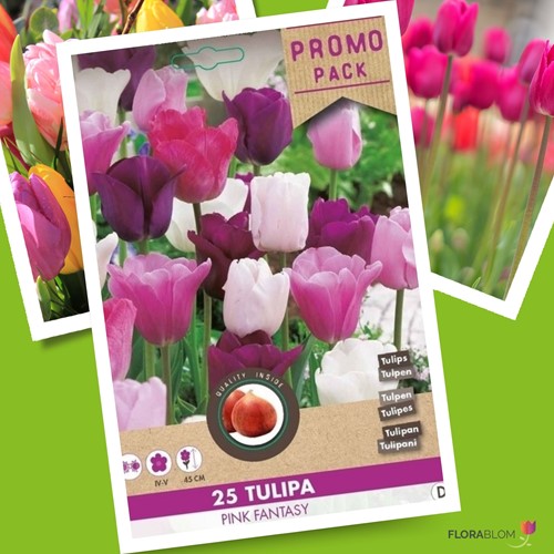 Tulipe Pink Fantasy