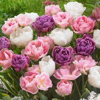 Tulipe Danielle mix - Tulipa double