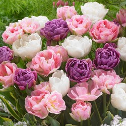Tulipe Victoria Mix - Tulipa