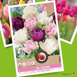 Tulipe Victoria Mix
