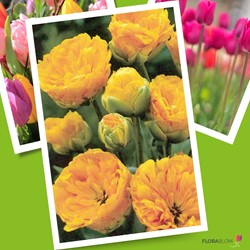 Tulipe Yellow Pompenette