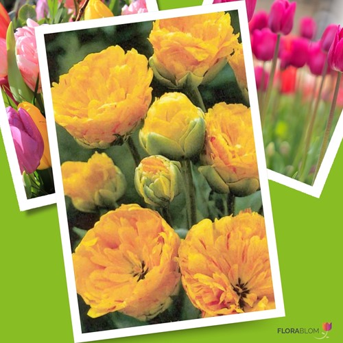Tulipe Yellow Pompenette