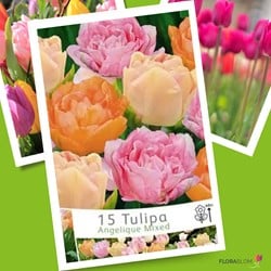 Tulipes Angelique en Mélange