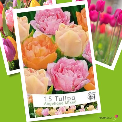 Tulipes Angelique en Mélange