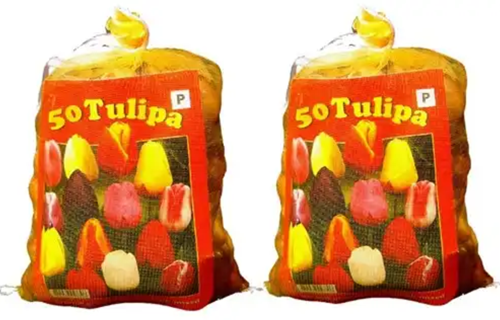 100 Tulipes Darwin en Mélange (2x XL-Emballage)-2