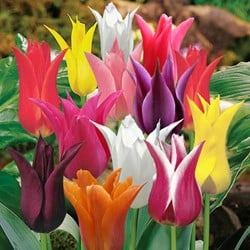 Tulipes Fleur de Lys en Mélange
