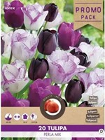 Tulpen Perla mix - Tulipa-2