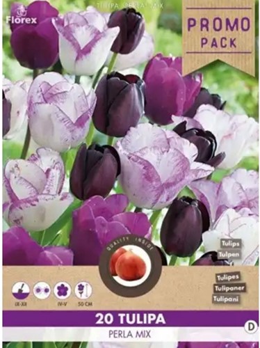 Tulpen Perla mix - Tulipa-2