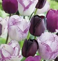Tulpen Perla mix - Tulipa
