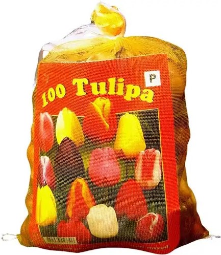 Tulipes Triumph en Mélange (XL-Emballage) - Tulipa-2