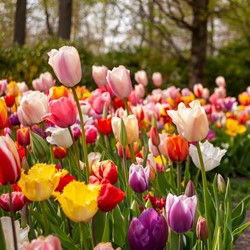 Bulbes de tulipes